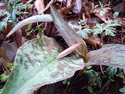 c0117007_2029740.jpg