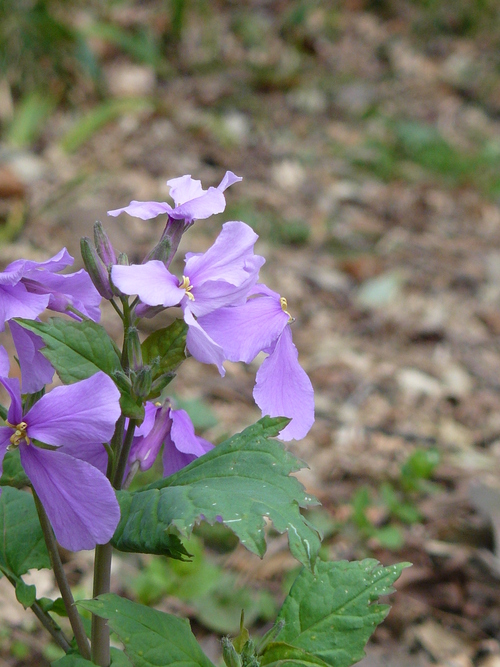 f0004019_122015.jpg