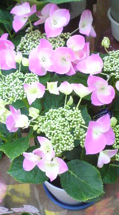 b0077721_2333664.jpg