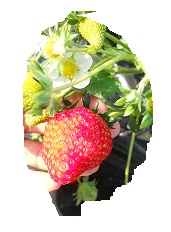 e0156222_1313298.jpg
