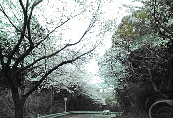 a0098027_17164322.jpg