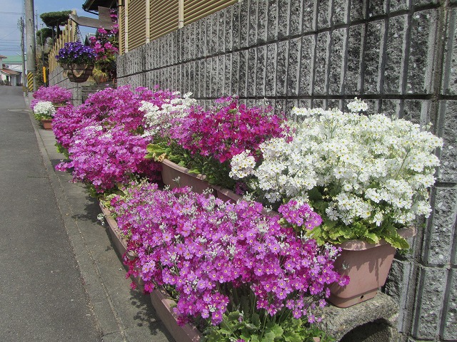 f0054429_2353443.jpg