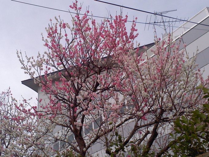 a0051443_1421466.jpg