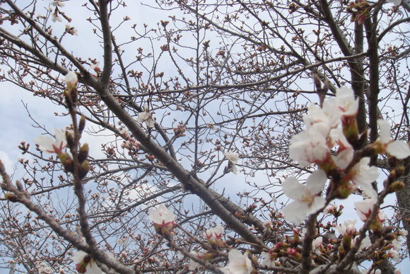 a0177648_0455051.jpg