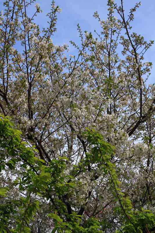 f0044056_9151418.jpg