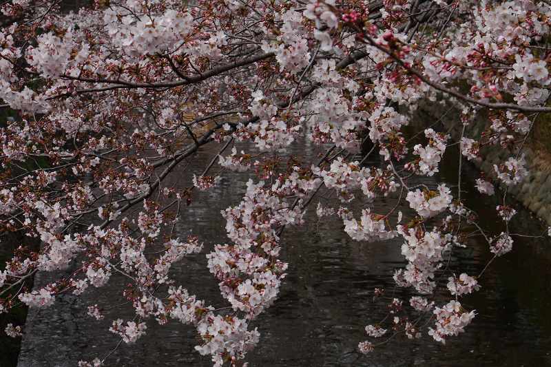 f0044056_9165776.jpg
