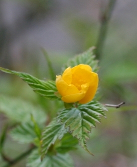 c0186463_23494498.jpg