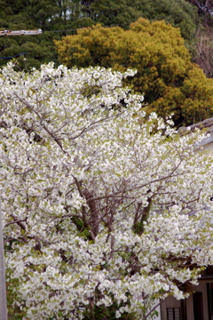 f0054677_7465634.jpg