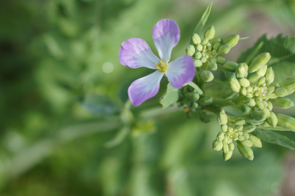 大根の花