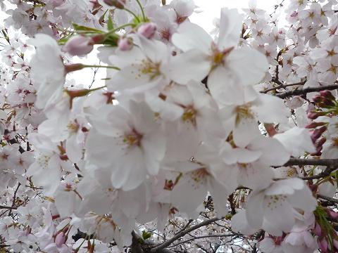 c0123890_13122312.jpg