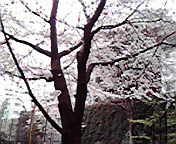 b0086593_2002458.jpg
