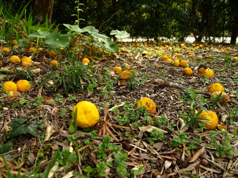 f0224100_23345054.jpg