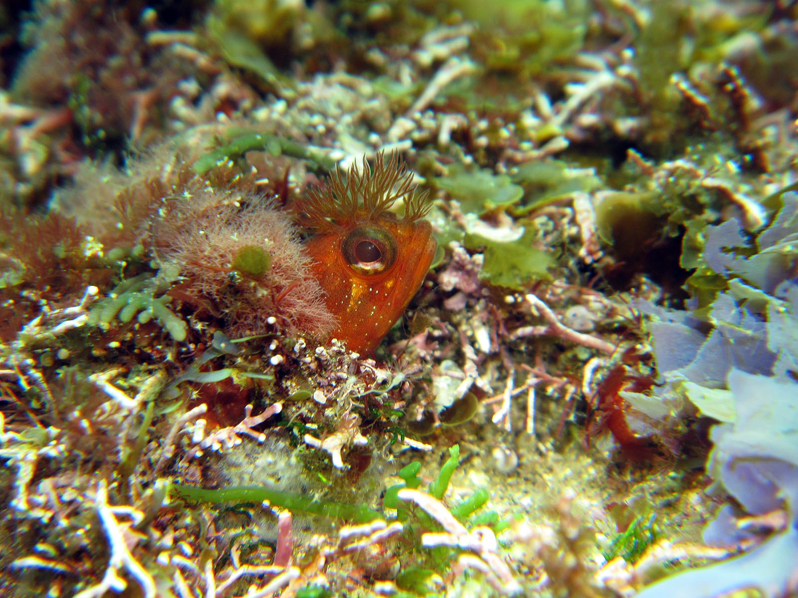 e0049101_1212636.jpg