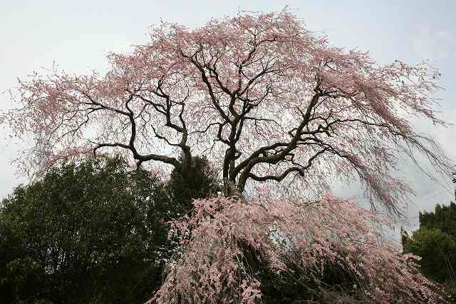 a0188405_7262029.jpg