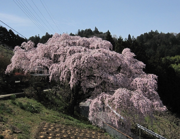 e0146907_2013633.jpg