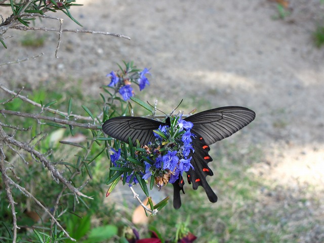 d0037110_2242719.jpg