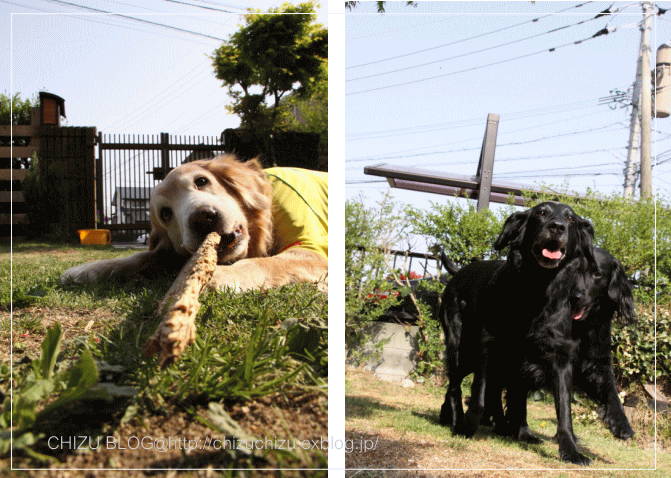 c0017311_16223670.gif
