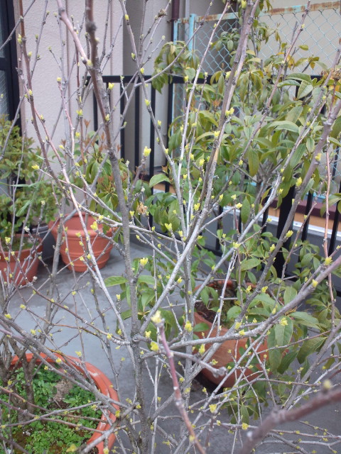 c0219015_16224016.jpg