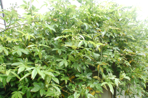 f0217217_18124995.jpg