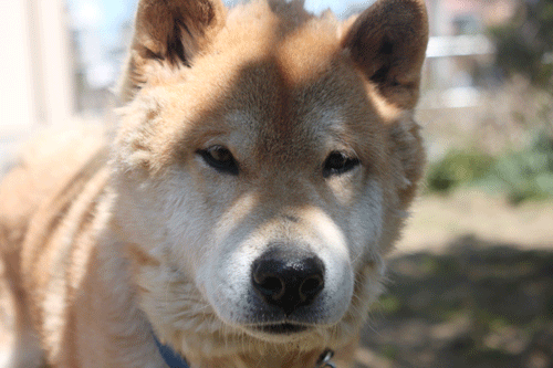 c0221827_13431645.gif
