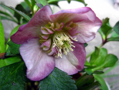 c0147952_9175155.jpg