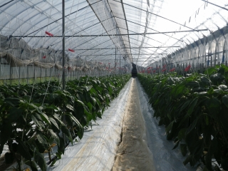 f0055264_21303175.jpg