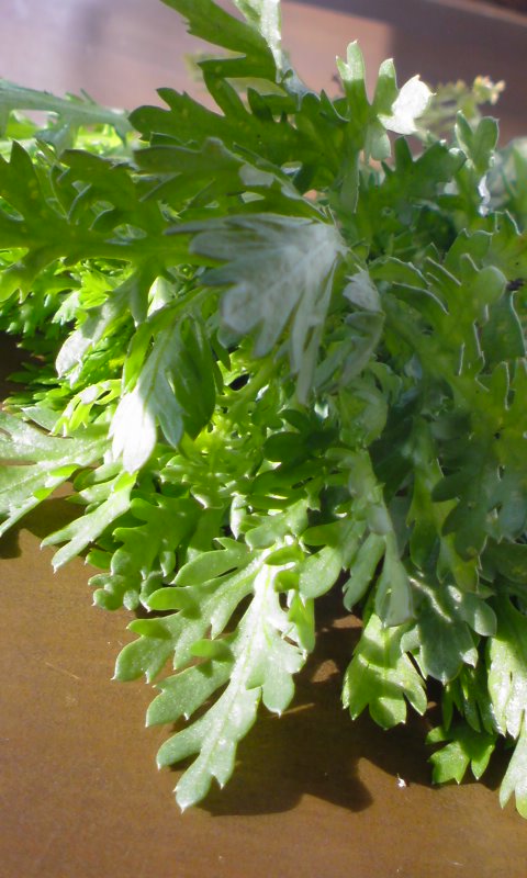 f0220768_1737010.jpg