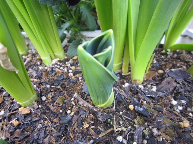 c0202870_9583329.jpg