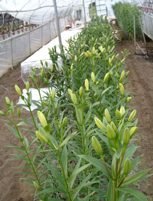 e0097770_2312610.jpg