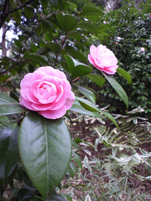f0117673_0261490.jpg