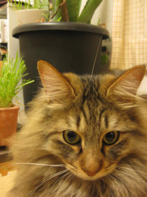 f0054677_353466.jpg