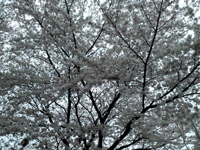 f0042295_043512.jpg