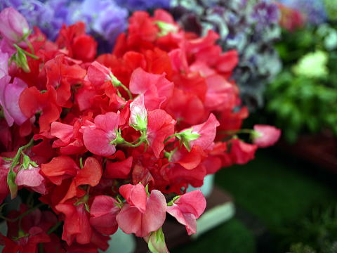 c0090198_575262.jpg