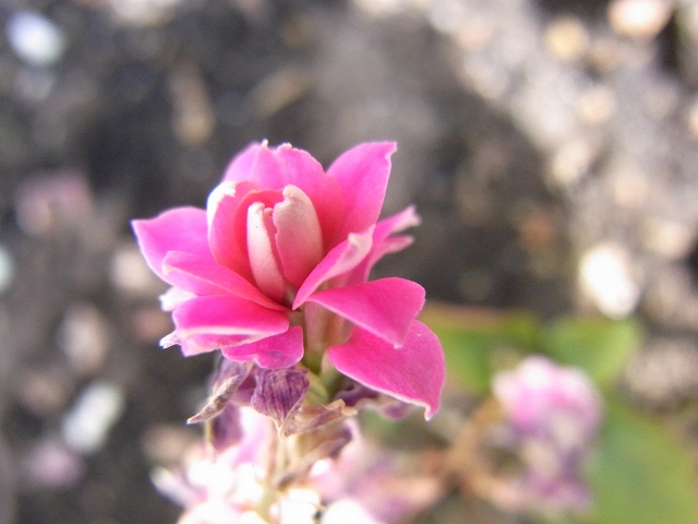 f0157901_13311759.jpg