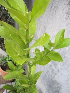 c0152002_10453759.jpg
