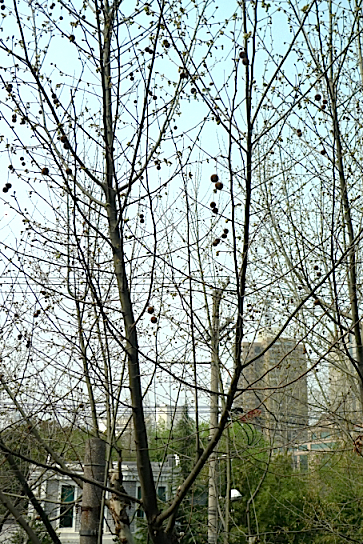 e0157816_19312758.jpg