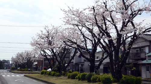 f0060424_1429428.jpg