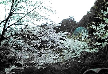 a0098027_15392429.jpg