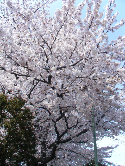 d0100239_14551868.jpg