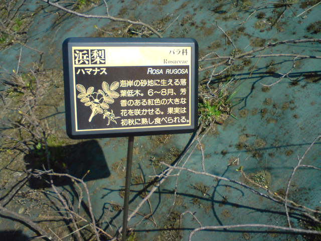 c0104445_2049895.jpg