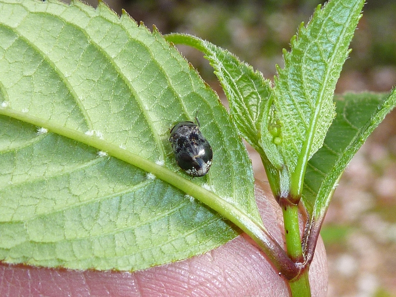 c0142963_1631131.jpg