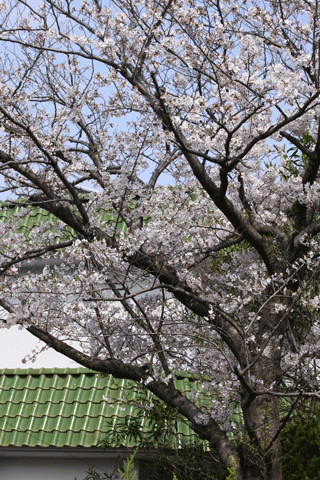 f0107364_13284064.gif