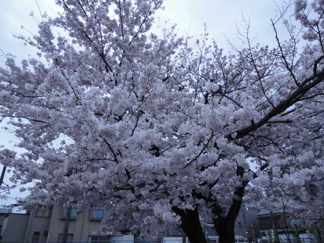 d0109373_207393.jpg