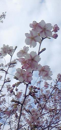 e0004173_19534027.jpg