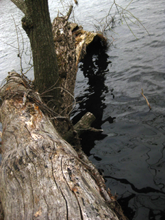 f0056476_11235619.jpg