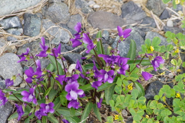 f0054677_8352672.jpg