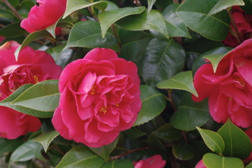 f0054677_839309.jpg