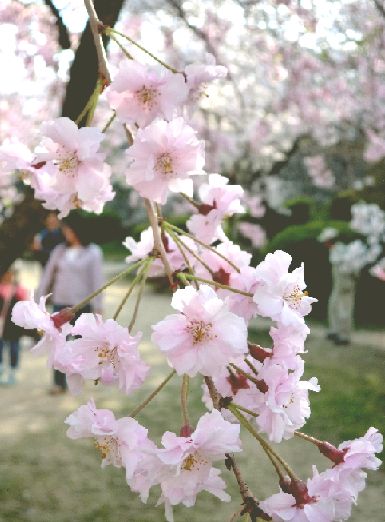c0155185_21332848.jpg