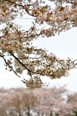 d0133693_78610.jpg