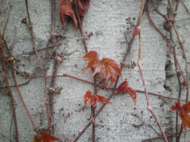 f0130894_2113412.jpg